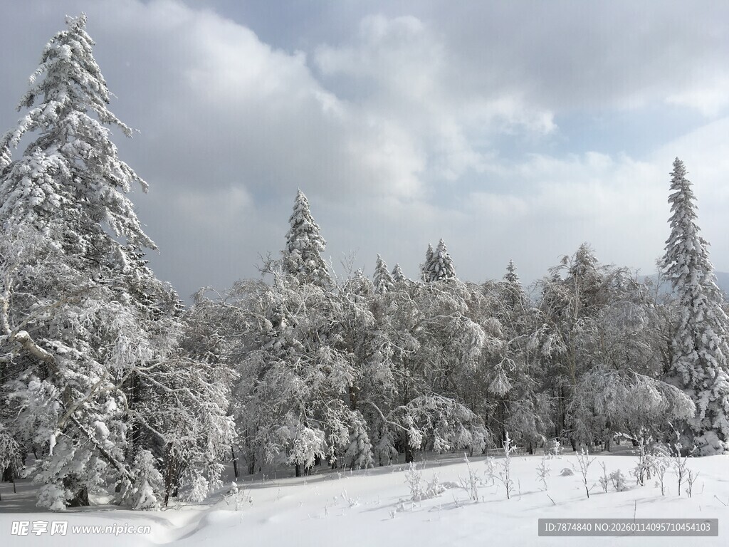 冬日雪景中的银白树林
