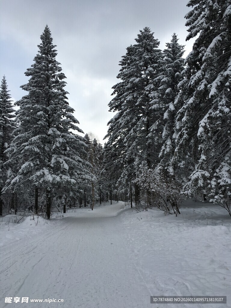 冬日雪覆森林静谧景象