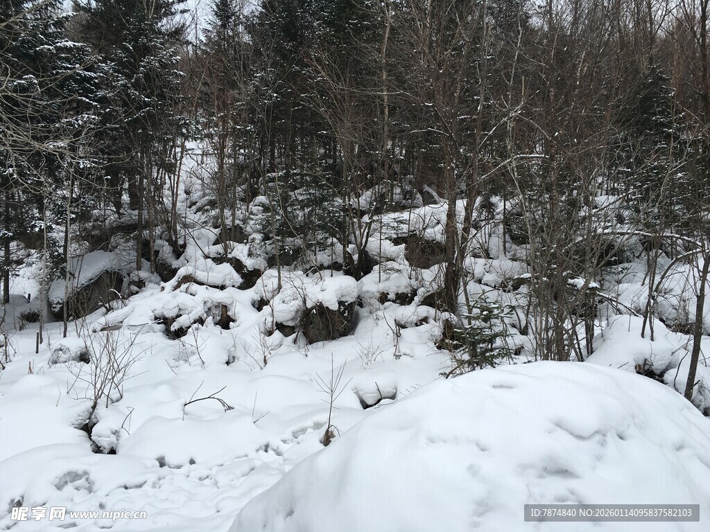 冬日雪景中的森林景观