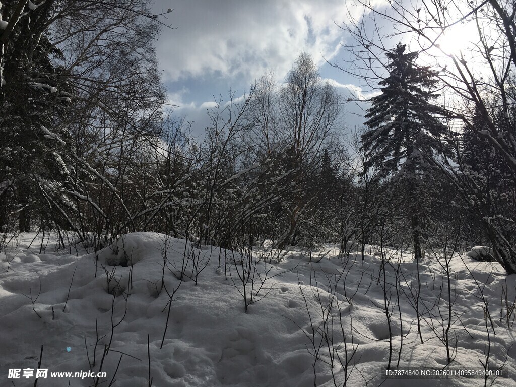 冬日雪林景观