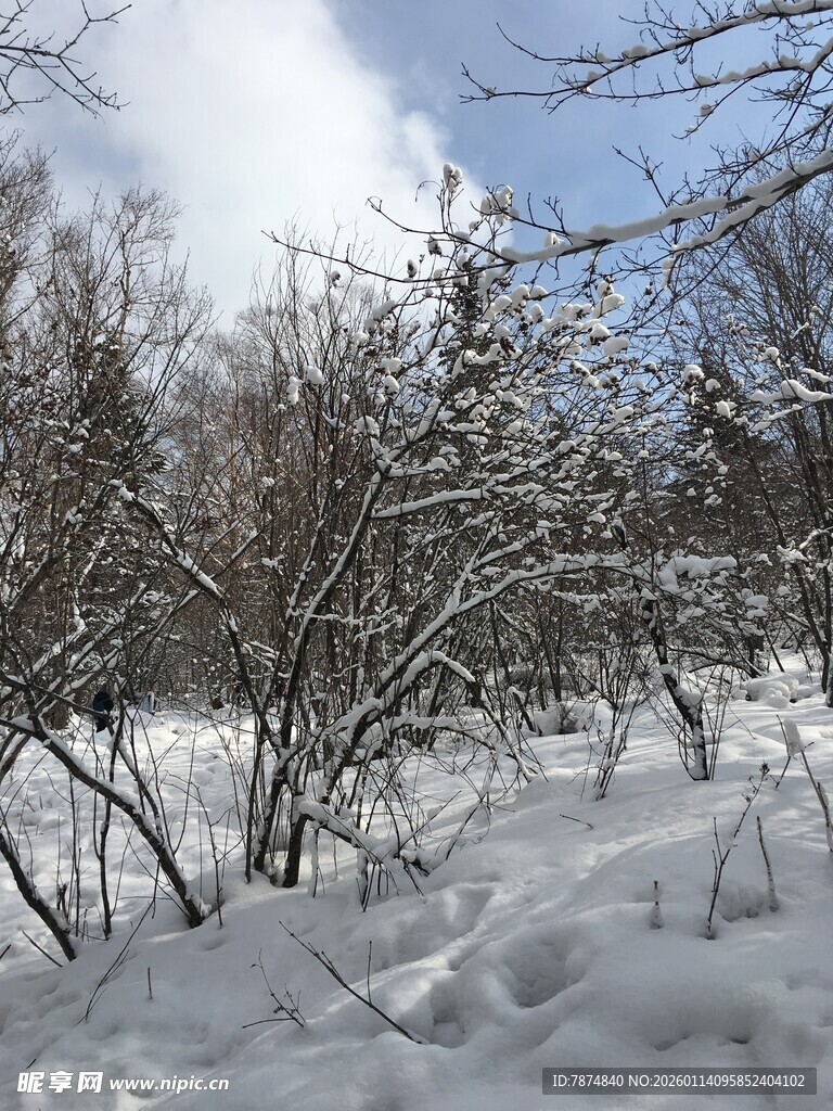 雪覆灌木的冬日景象