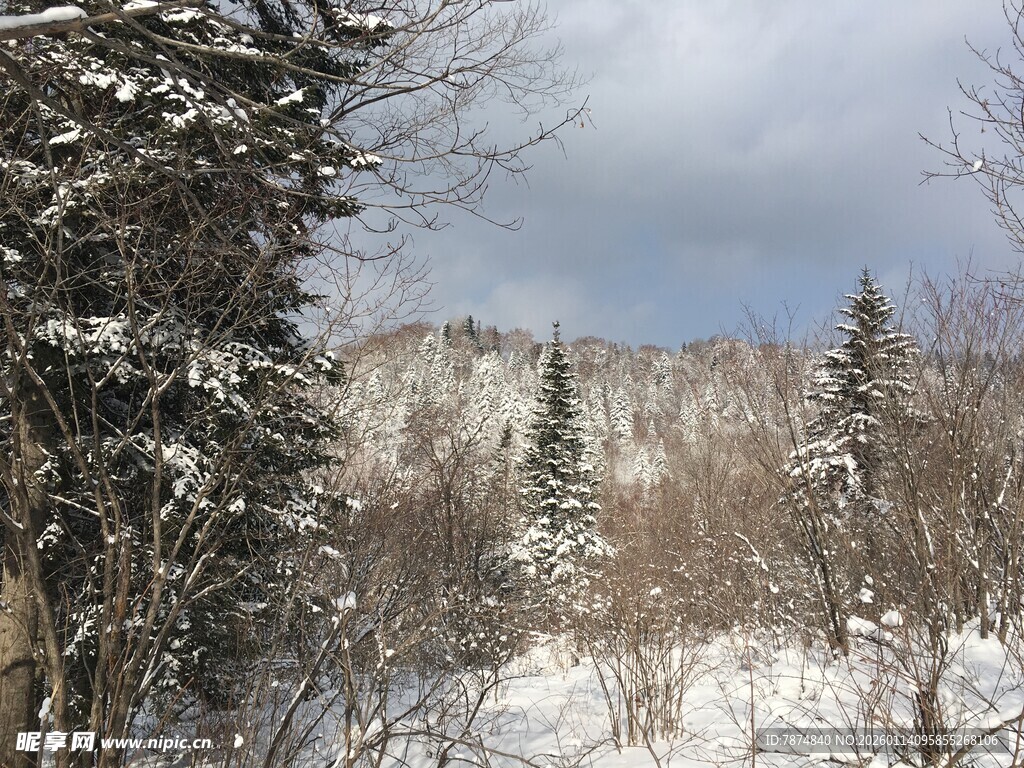 冬日雪景中的静谧树林