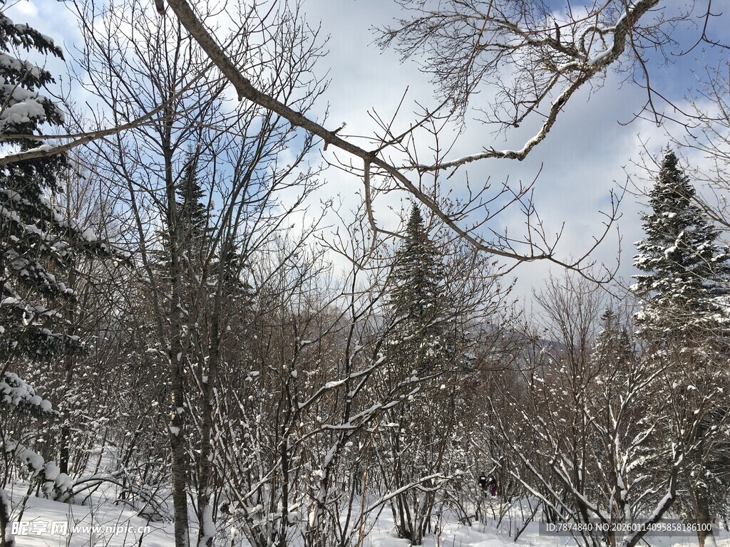 冬日雪覆树林美景