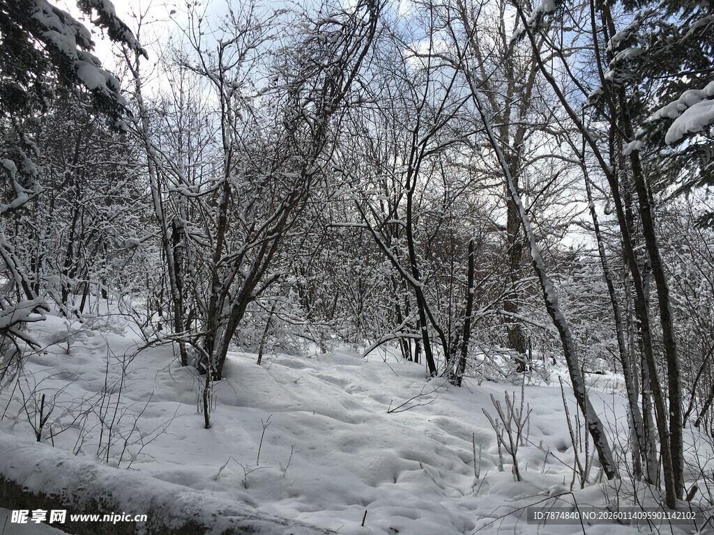 冬日雪覆树林美景