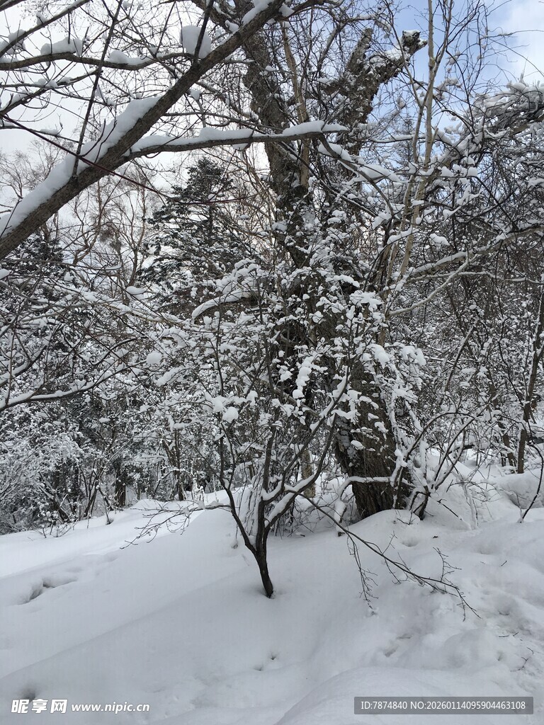 冬日雪景中的树木