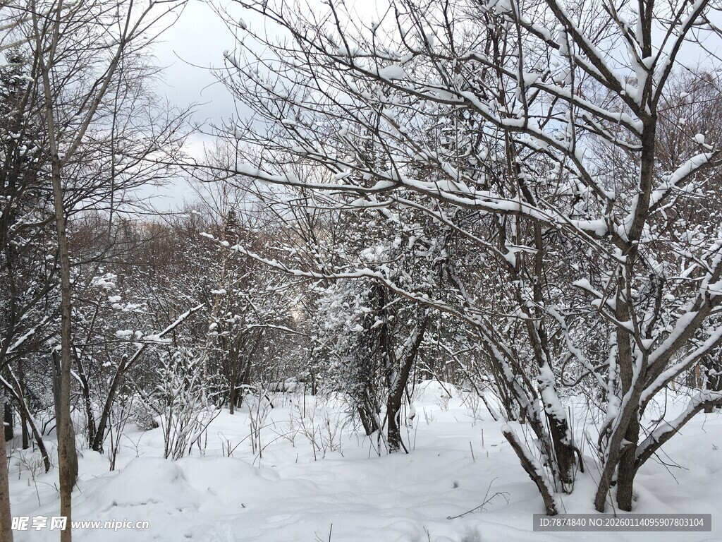 冬日雪景中的树林