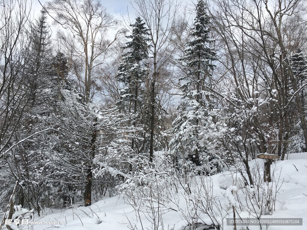 冬日雪景中的静谧树林