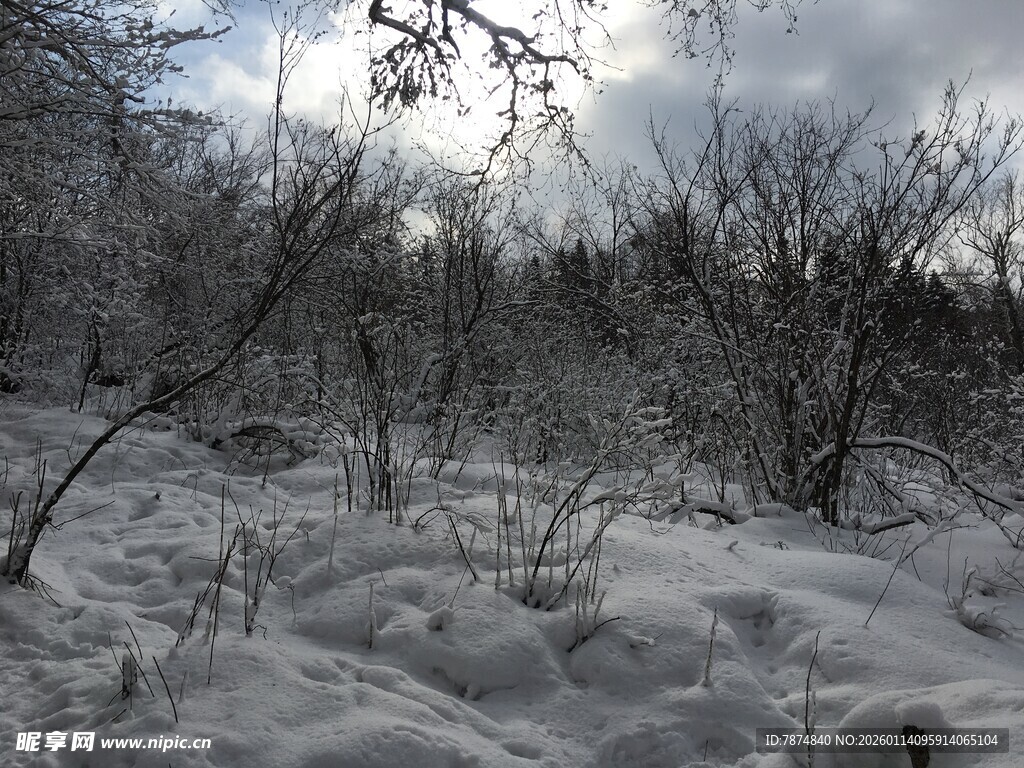 冬日雪覆荒野景象