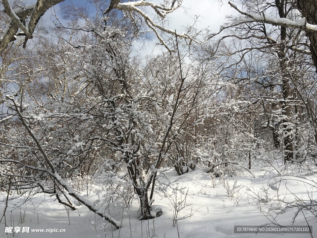 冬日雪景中的树木