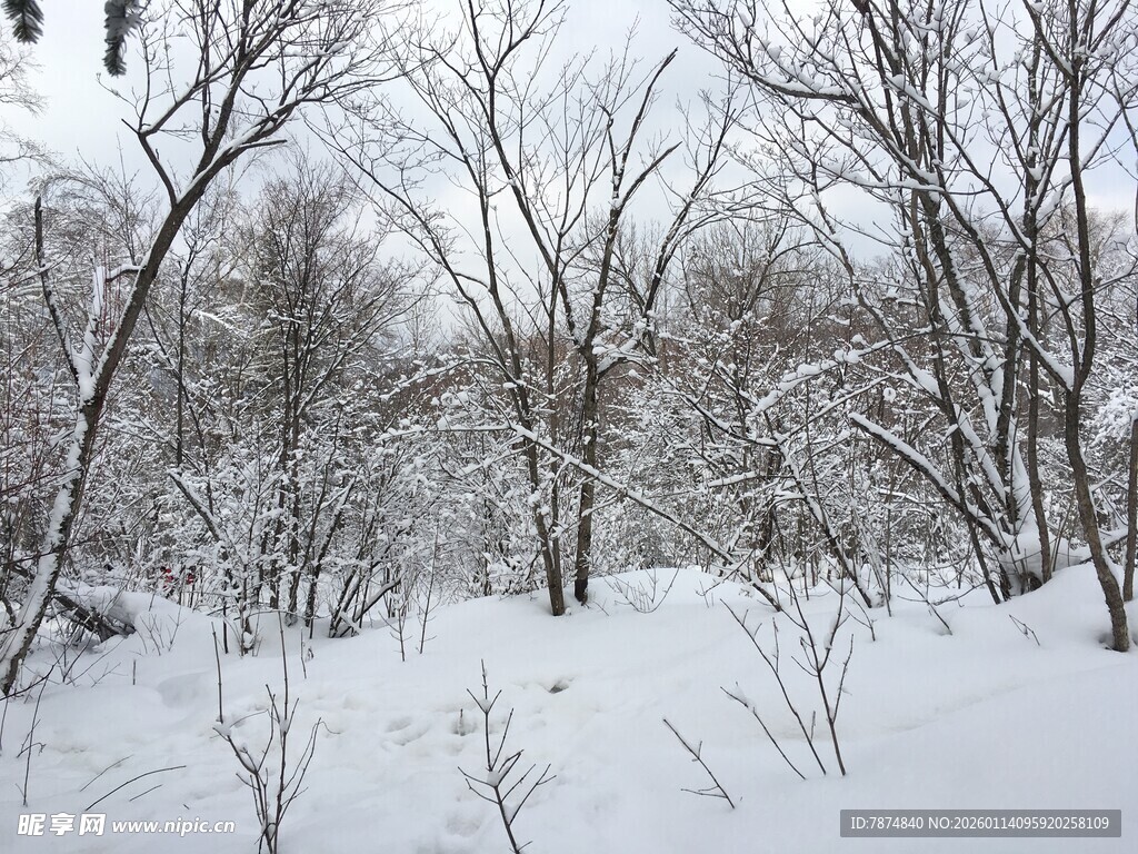 冬日雪覆树林美景