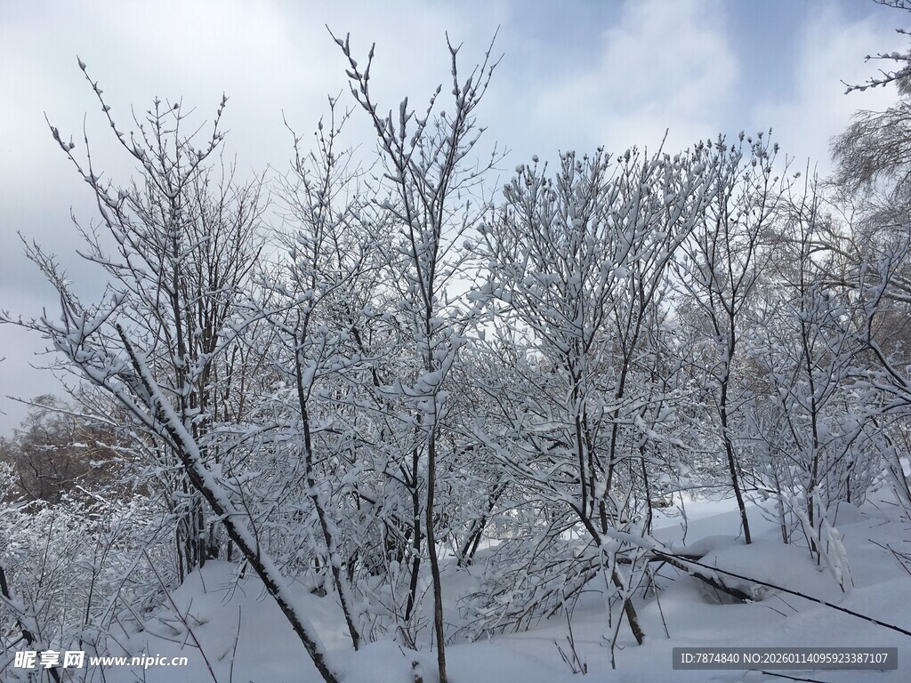 冬日雪景中的银白树林