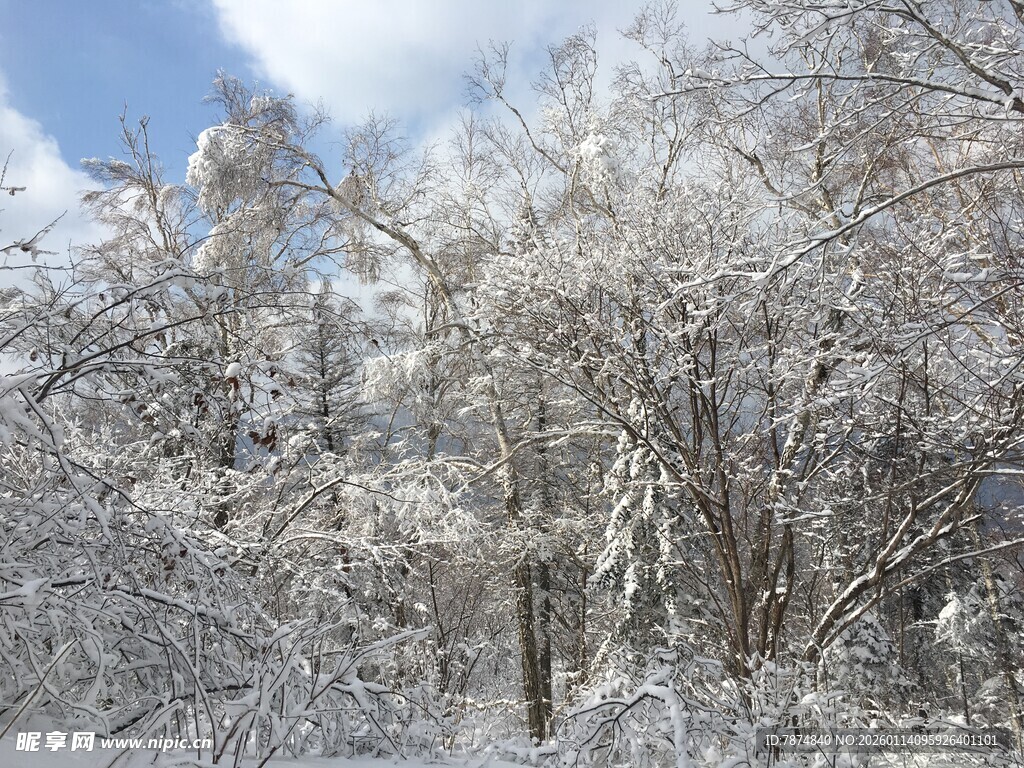 雪覆树林 冬日纯净景致