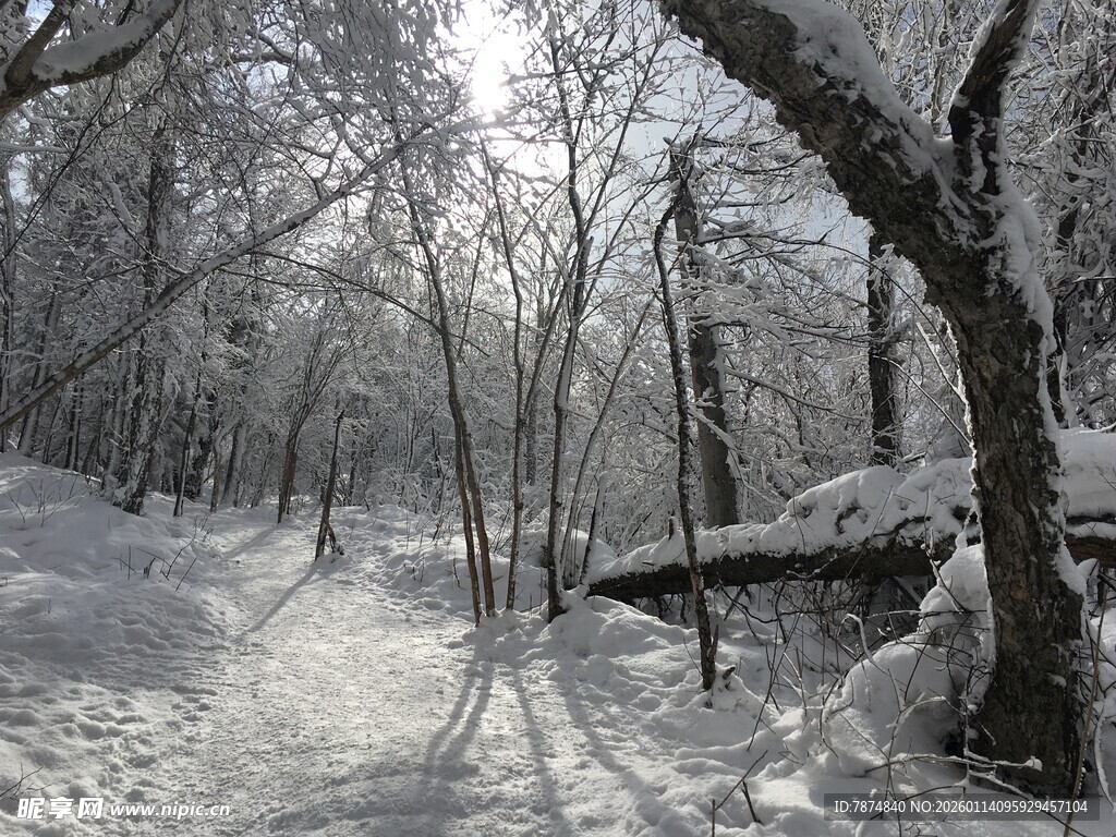 冬日雪林漫步小径