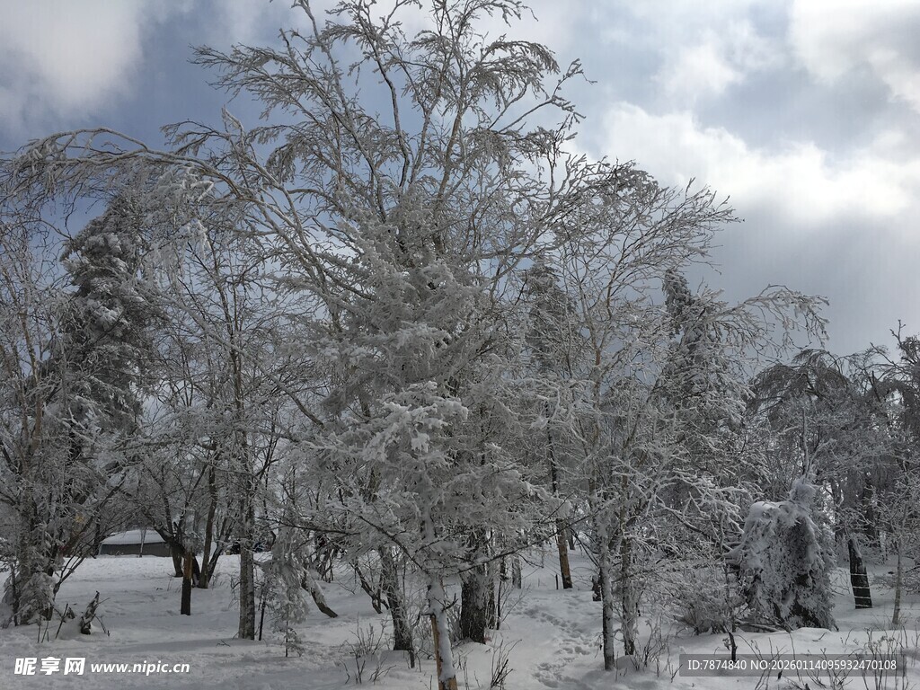 雪覆树林的冬日美景