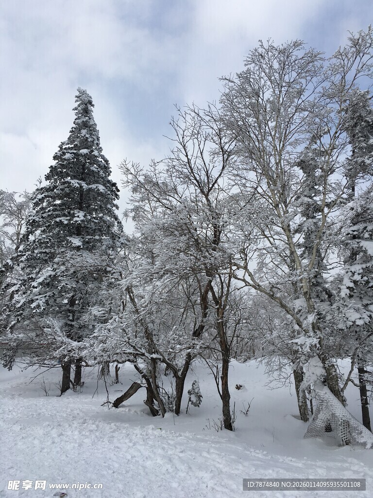 冬日雪景中银装素裹的树木