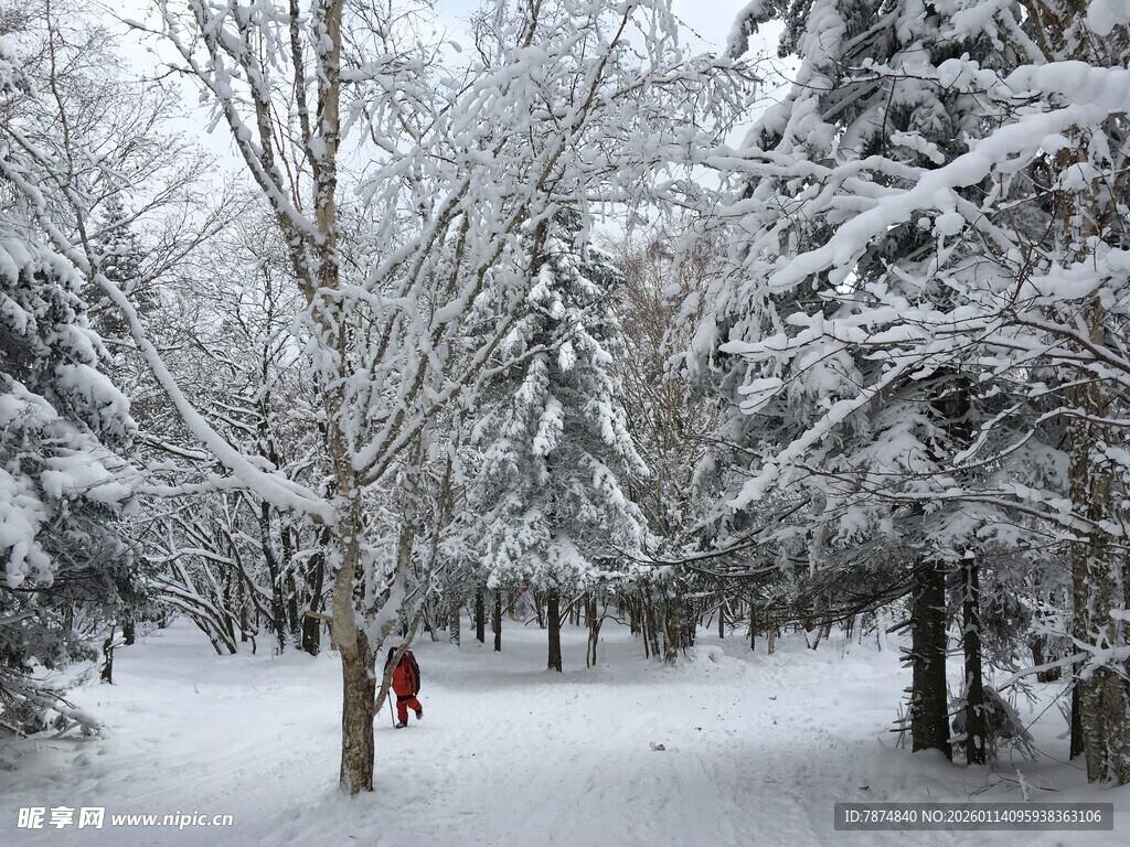 雪后林间漫步美景