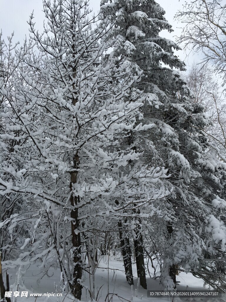雪覆树林冬日美景