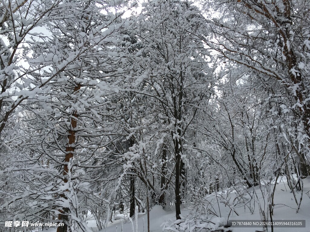 冬日雪景中的银白树林