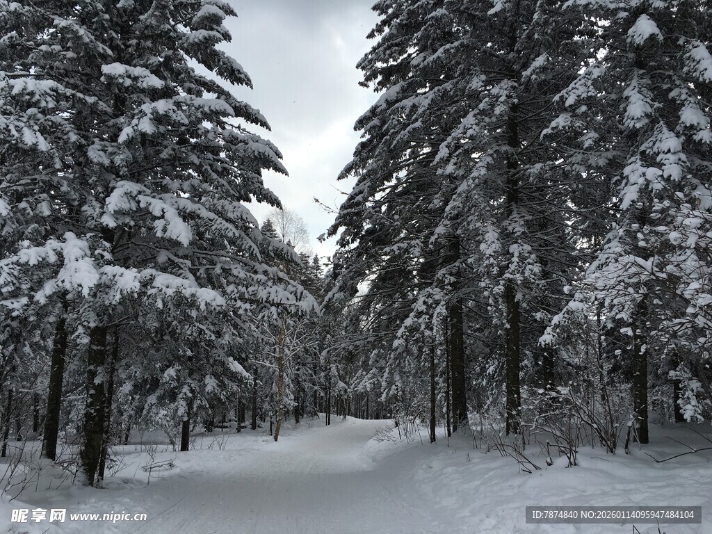 冬日雪覆林间小道