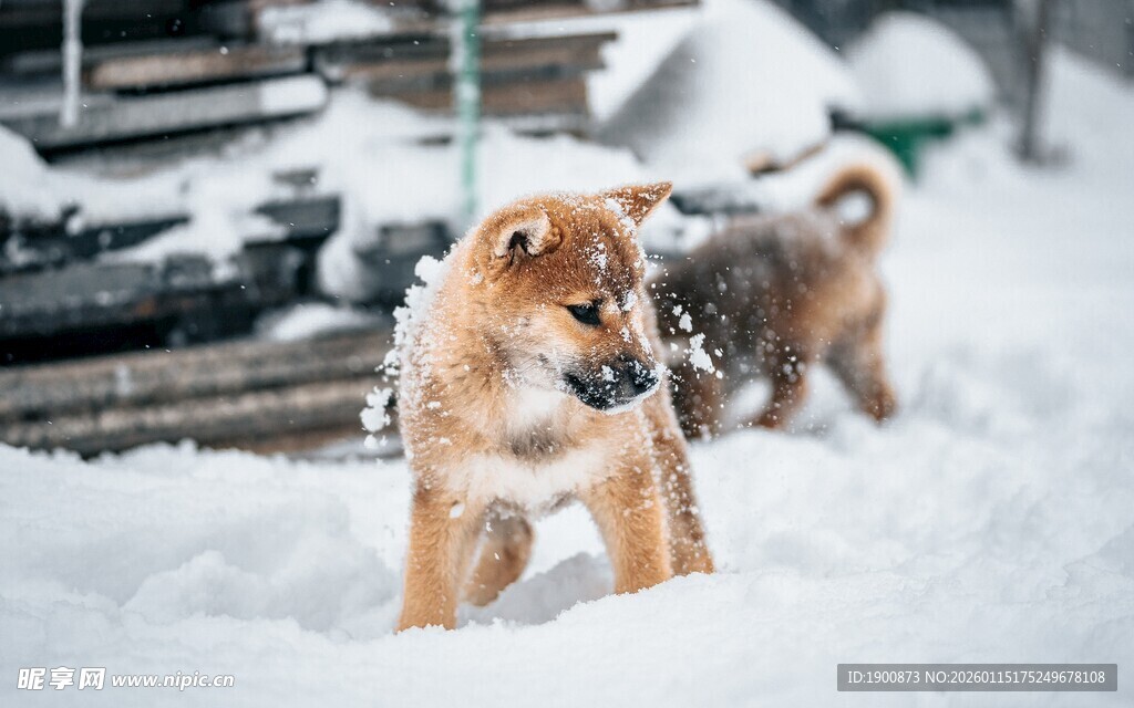雪地中的可爱幼犬