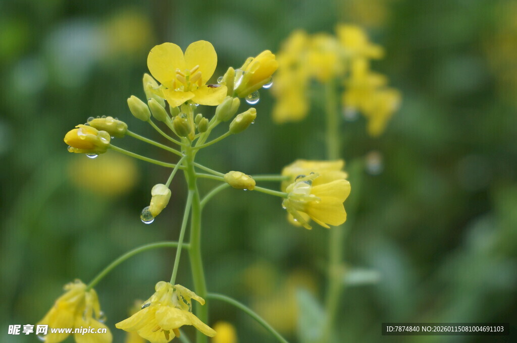 黄色小花绽放于绿意间