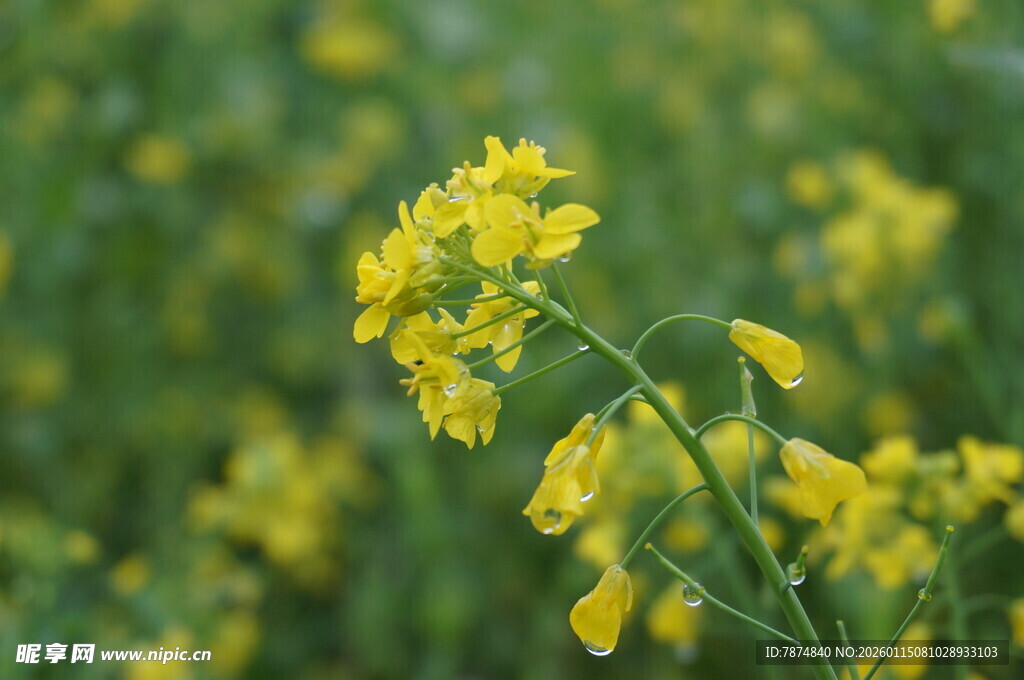 田野中的灿烂黄色油菜花