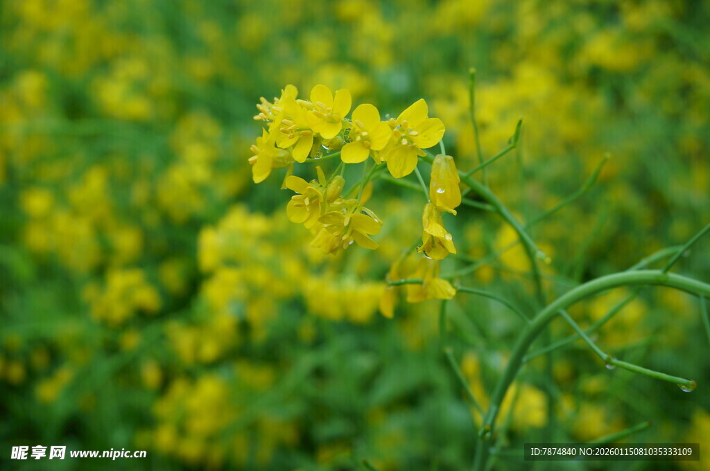 金黄油菜花绽放