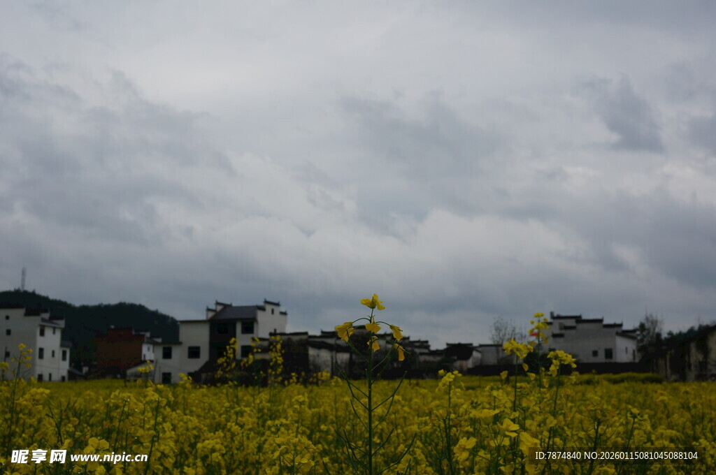 田野黄花与远处民居