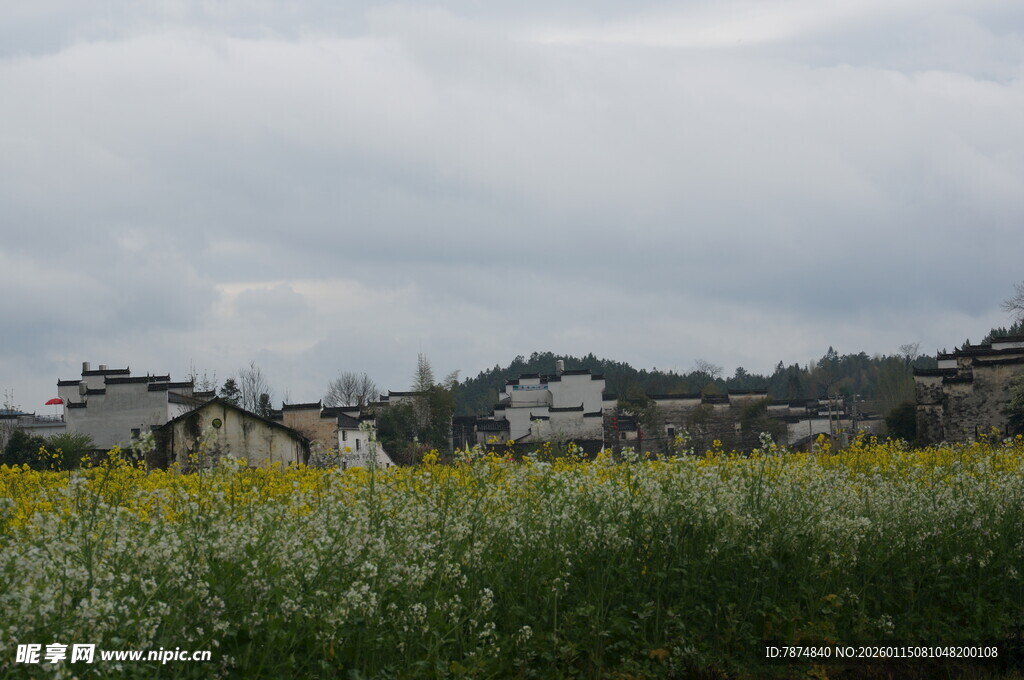 田园油菜花与远处村落