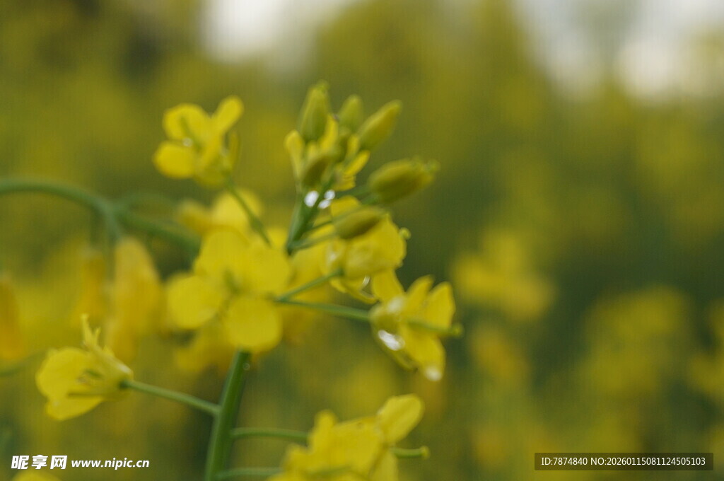 春日油菜花绽放
