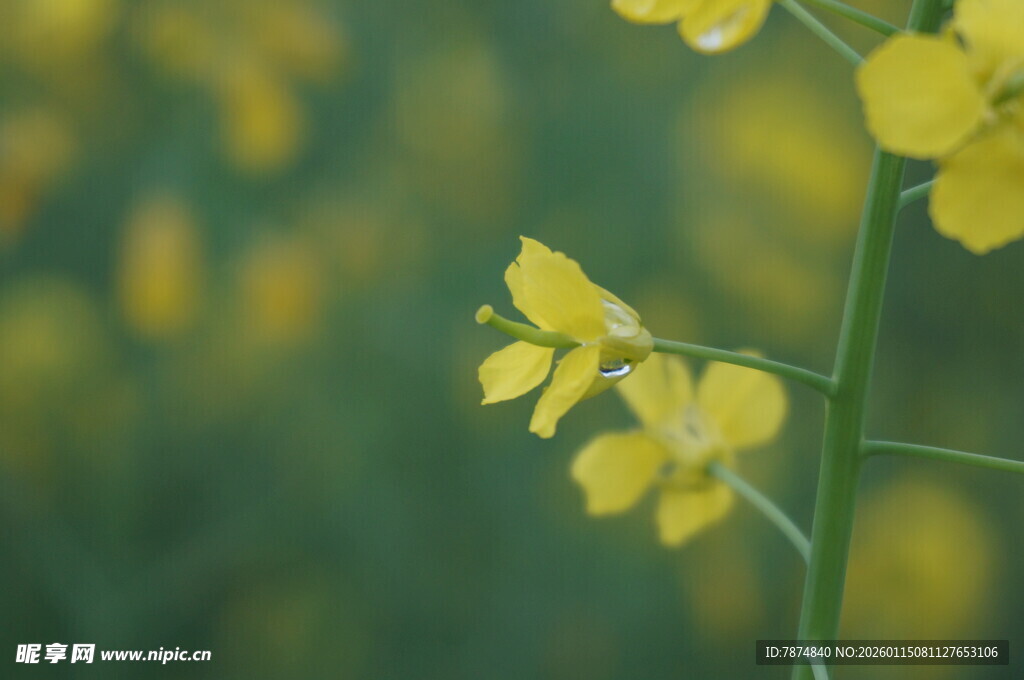 黄色油菜花特写