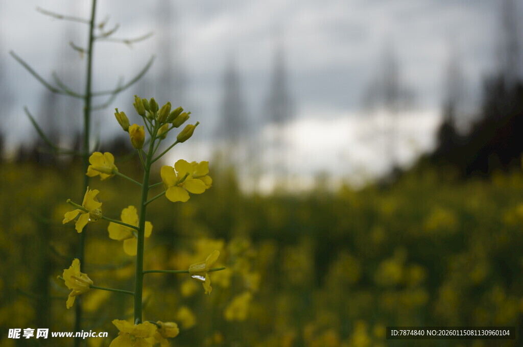 金黄油菜花田的美丽景致