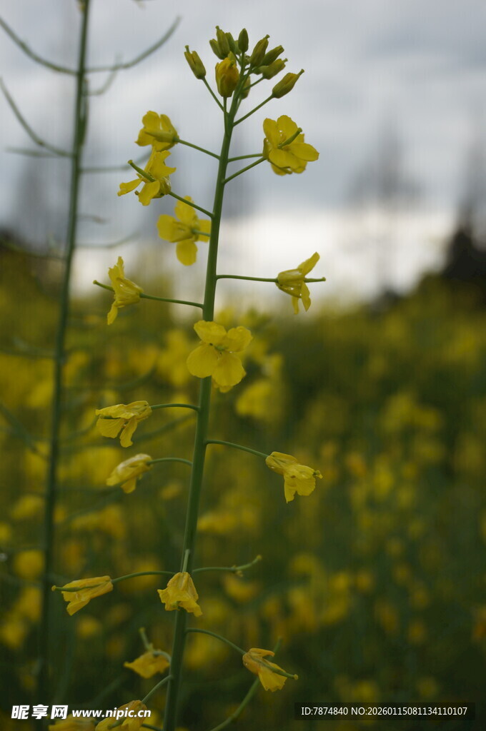 春日油菜花特写