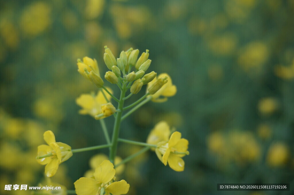 田野中的黄色油菜花