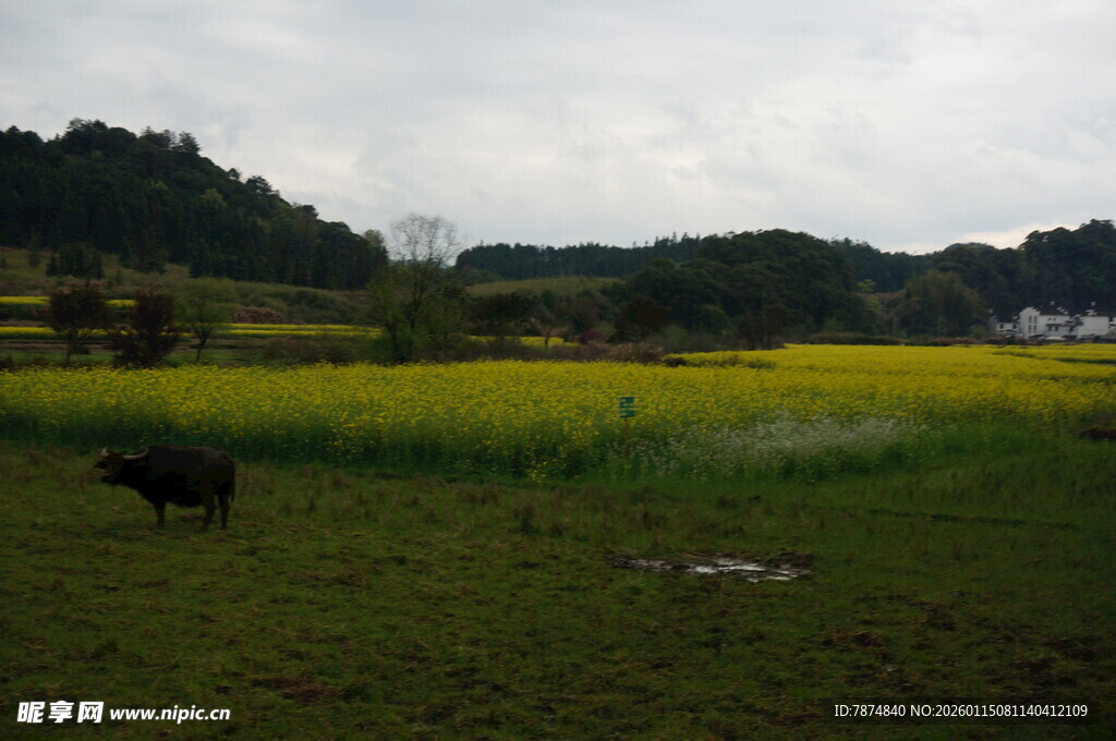 田园风光中的黄牛与油菜花