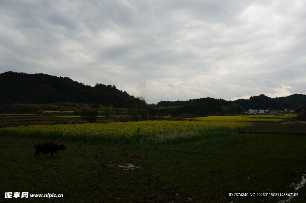 田园风光中的黄绿田野