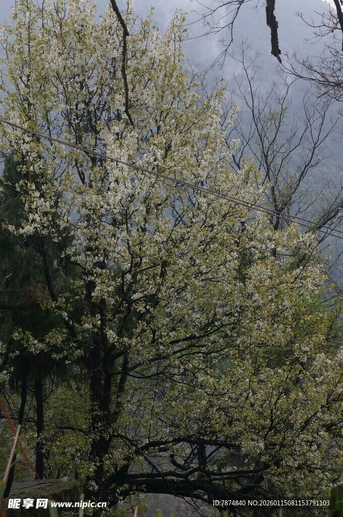 春日繁花下的古朴桥景