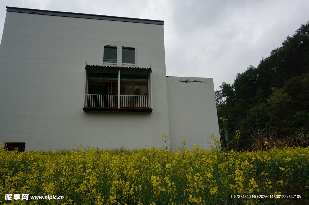 白屋前的灿烂黄色花田