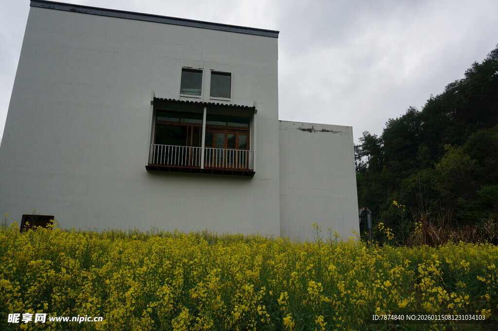 白屋旁的灿烂油菜花田