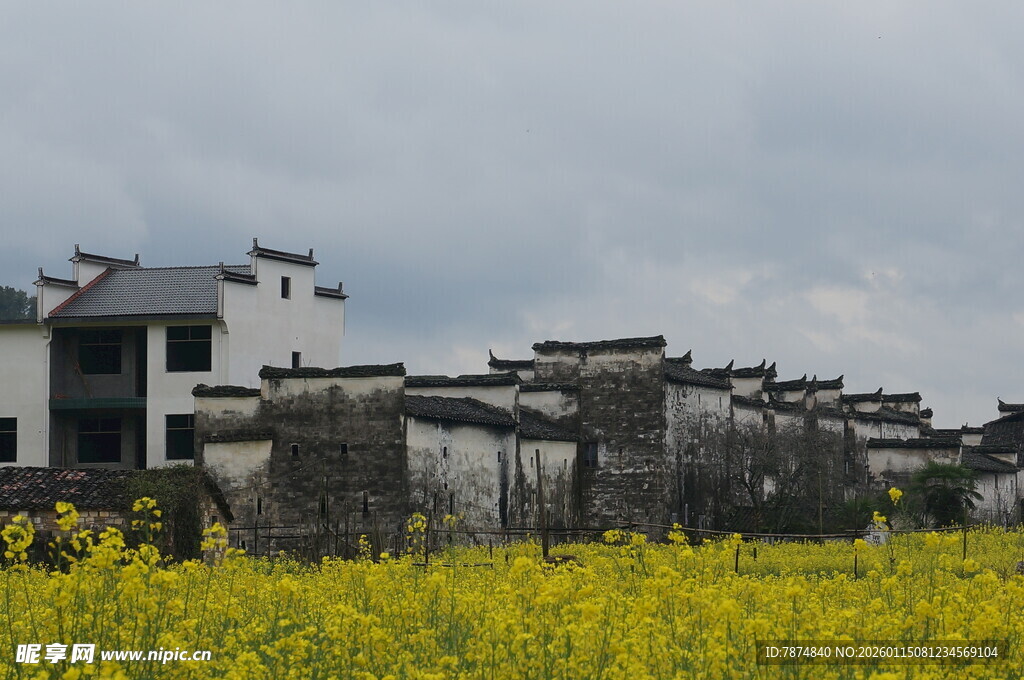 徽派建筑旁的金黄花田