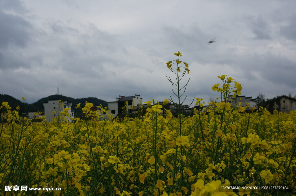 金黄油菜花田与阴沉天空