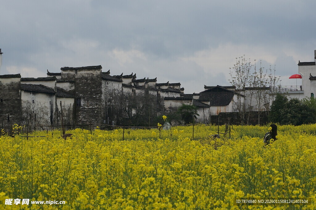 徽派建筑旁的油菜花海