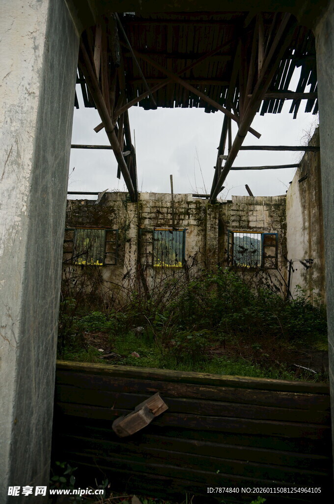 废弃建筑内景 杂草丛生