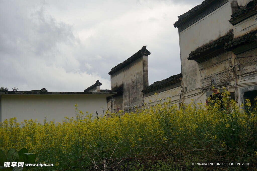 徽派建筑旁的灿烂花田