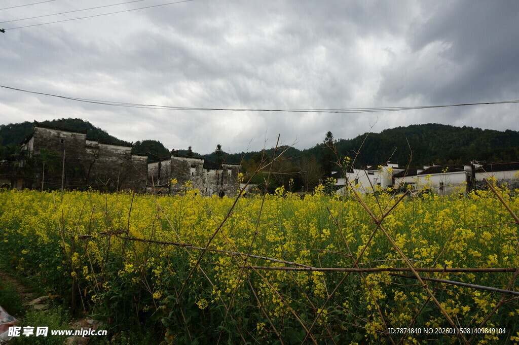 金黄油菜花田与远山云雾