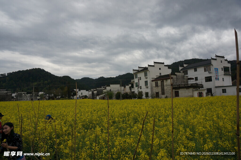 金黄油菜花田旁的村落