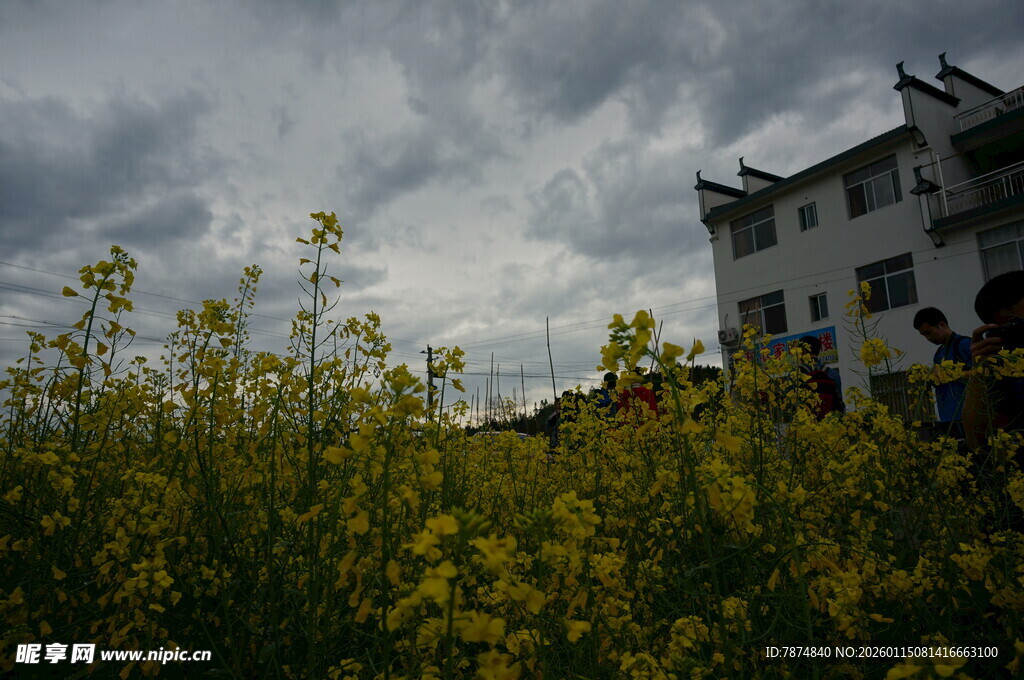 田园黄花旁的白色建筑