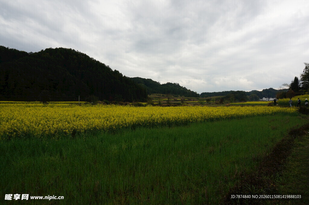田园油菜花海风景图