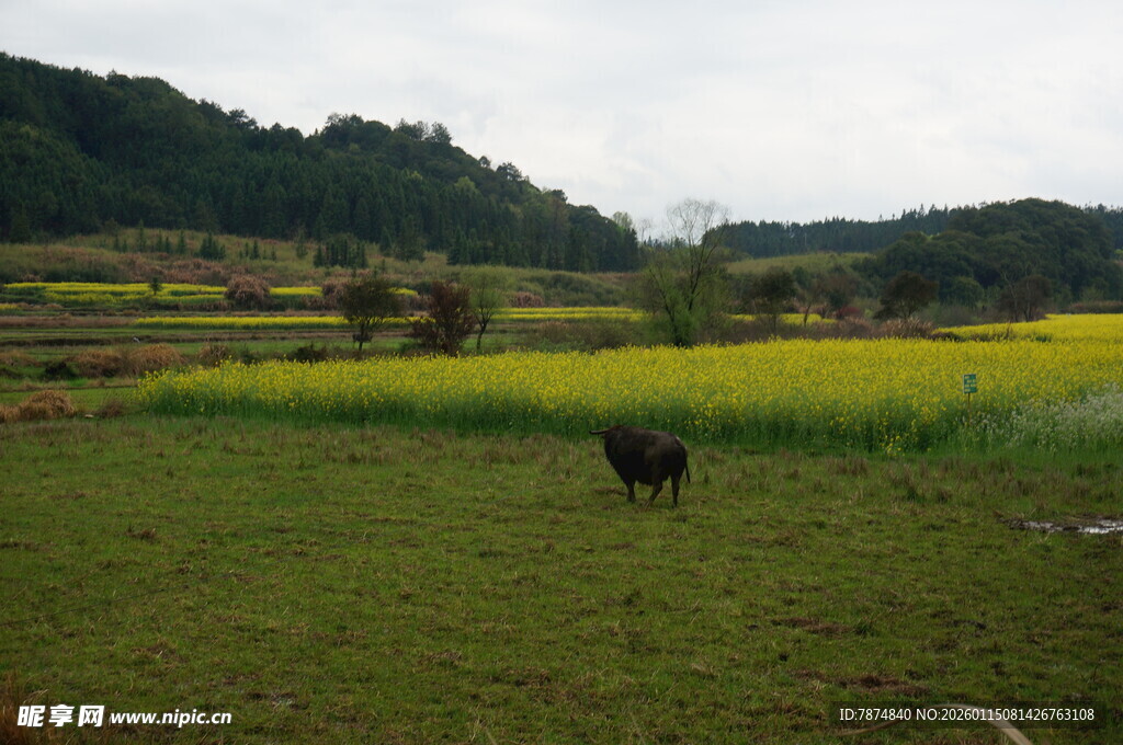 田野间的黑牛与金黄油菜花