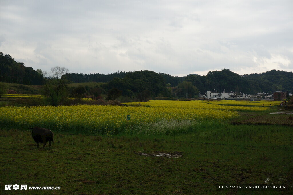 田园风光中的黄牛与油菜花
